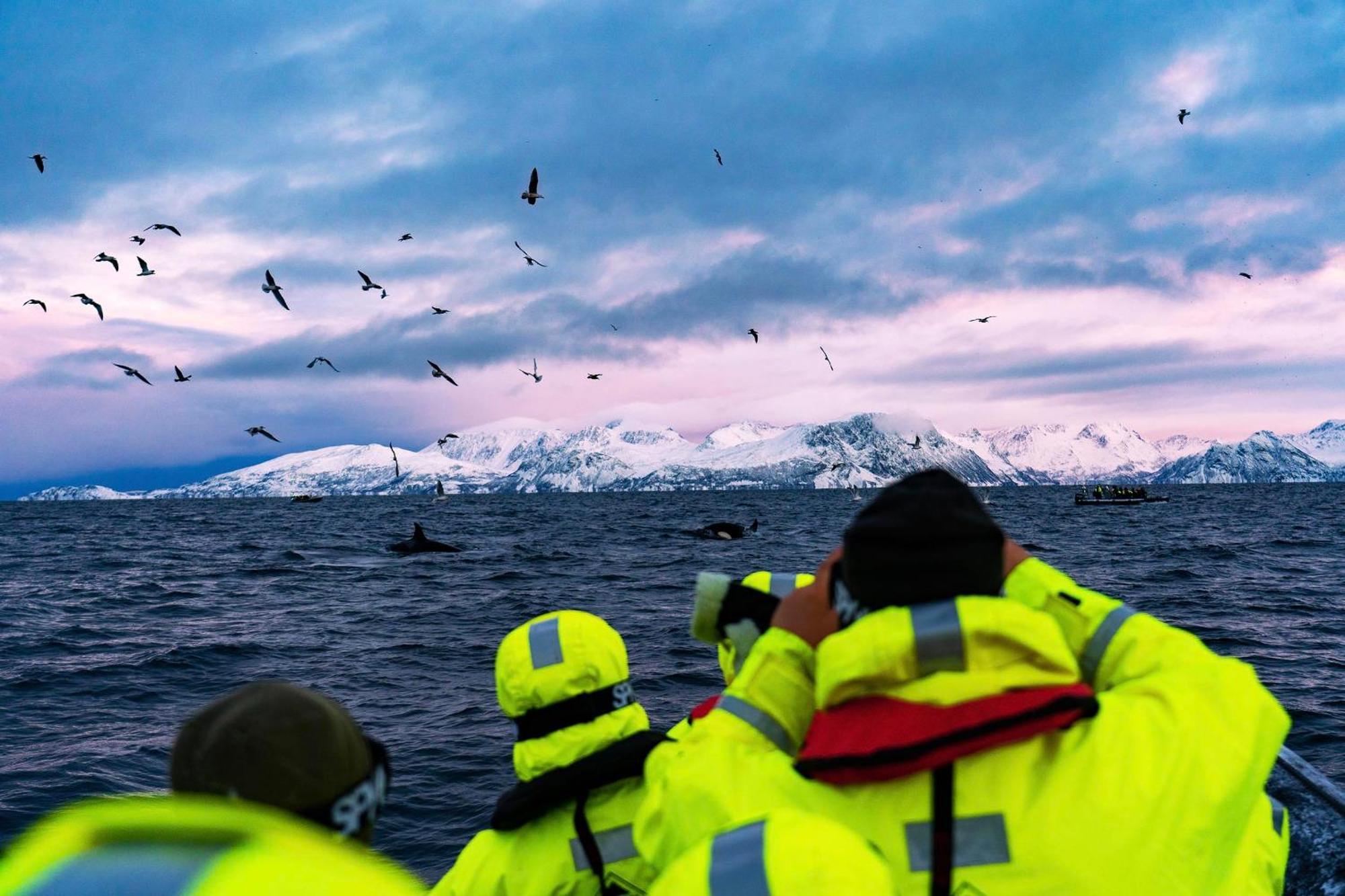 Reisa Lodge Storslett Dış mekan fotoğraf